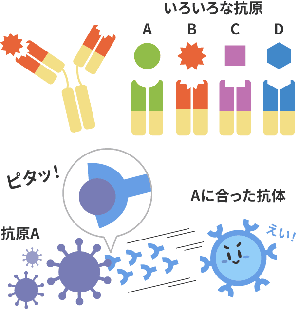 いろいろな抗原 抗原A/Aに合った抗体
