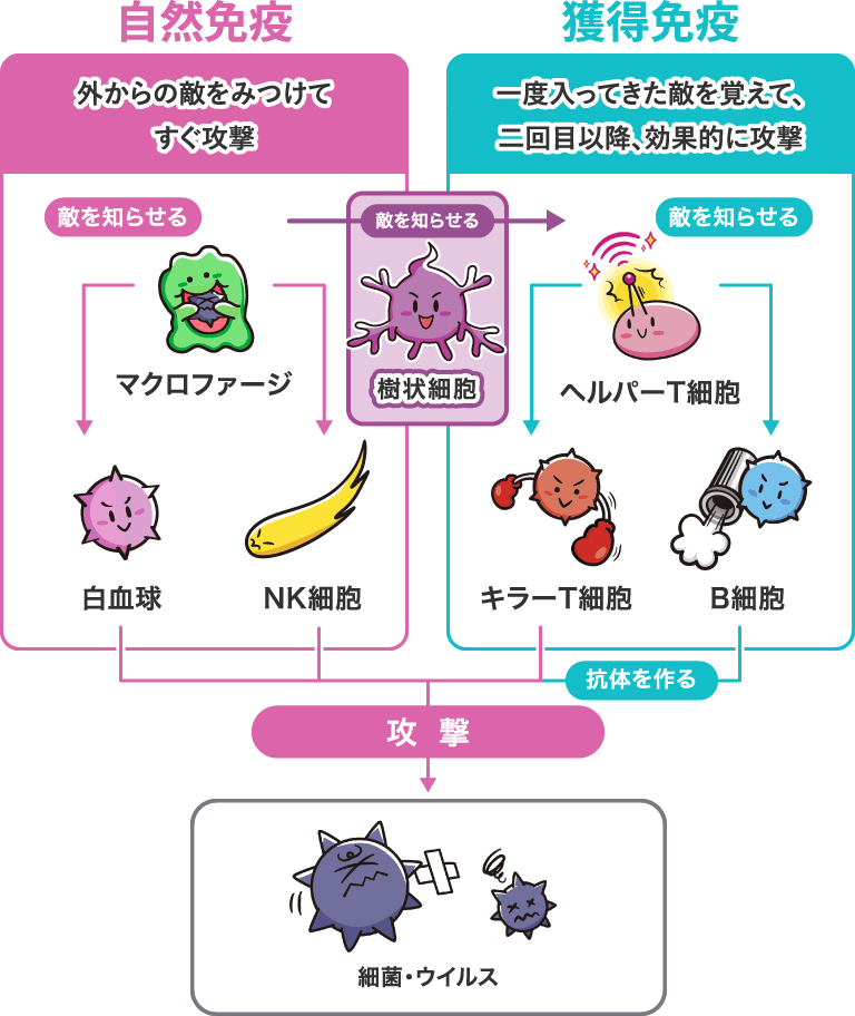 自然免疫 外からの敵をみつけてすぐ攻撃/獲得免疫 一度入ってきた敵を覚えて、二回目以降、効果的に攻撃