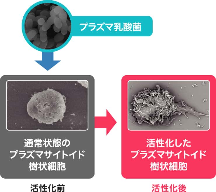 プラズマ乳酸菌 活性化前 通常状態のプラズマサイトイド樹状細胞/活性化後 活性化したプラズマサイトイド樹状細胞