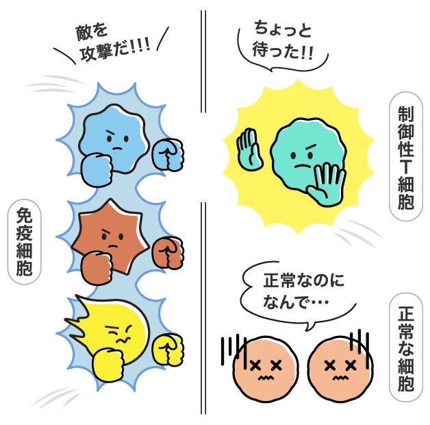 免疫細胞「敵を攻撃だ！！！」制御性T細胞「ちょっと待った！！」正常な細胞「正常なのになんで…」