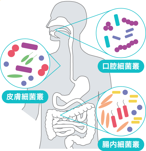 口腔細菌叢/皮膚細菌叢/腸内細菌叢