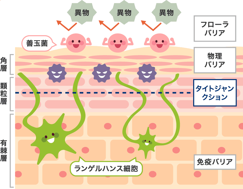 お肌のバリア機能イメージ