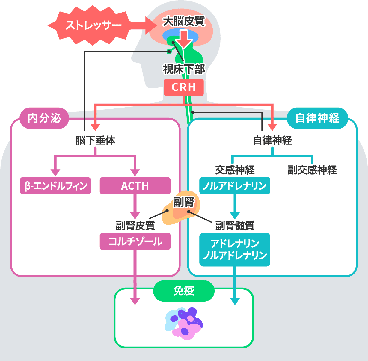 ストレスの伝達経路(免疫への影響)イメージ