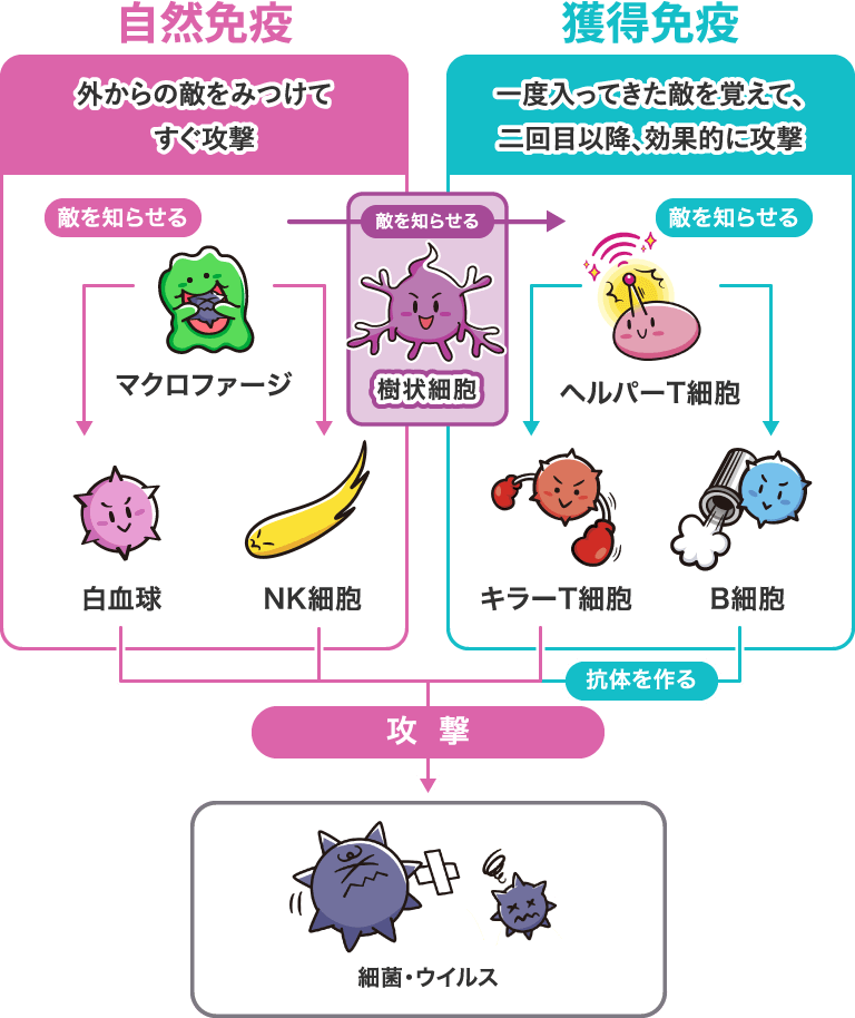 自然免疫 外からの敵をみつけてすぐ攻撃/獲得免疫 一度入ってきた敵を覚えて、二回目以降、効果的に攻撃