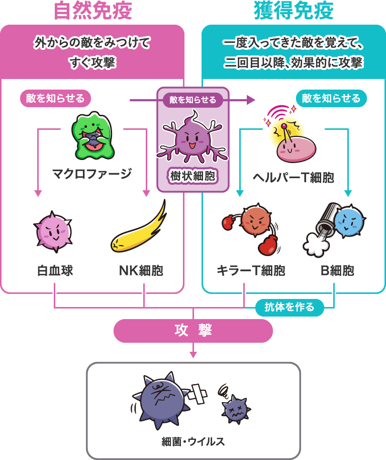 自然免疫 外からの敵をみつけてすぐ攻撃／獲得免疫 一度入ってきた敵を覚えて、二回目以降、効果的に攻撃