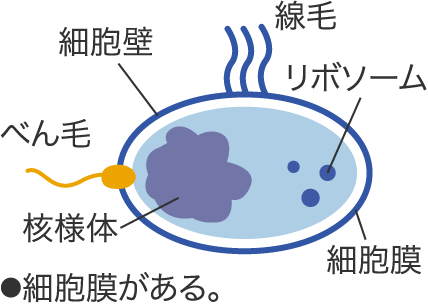 ●細胞膜がある。細胞壁／べん毛／核様体／線毛／リボソーム／細胞膜