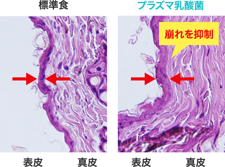 標準食／L.ラクティス プラズマ 崩れを抑制