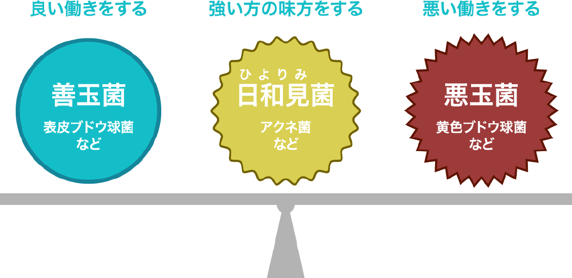 良い働きをする 善玉菌 表皮ブドウ球菌など／強い方の味方をする 日和見（ひよりみ）菌 アクネ菌など／悪い働きをする 悪玉菌 黄色ブドウ球菌など