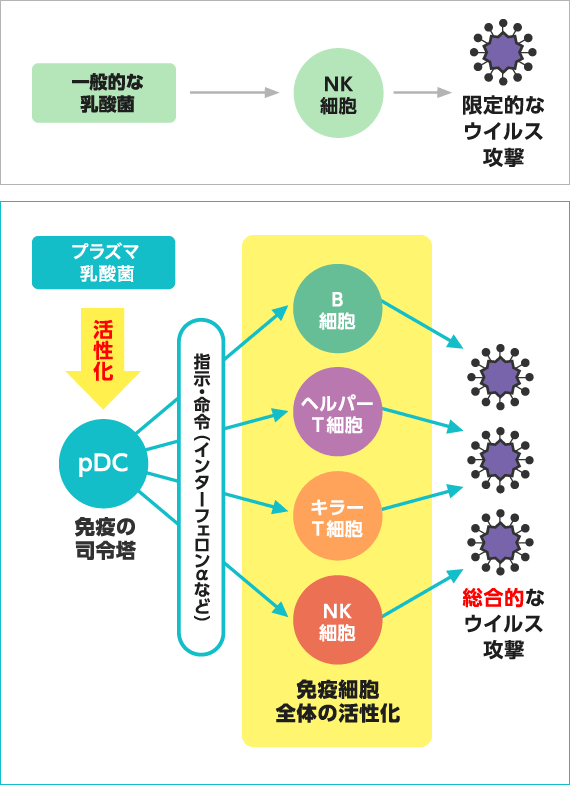 一般的な乳酸菌の防御機構／乳酸菌 L.ラクティス プラズマによるpDC活性化と抗ウイルス防御機構