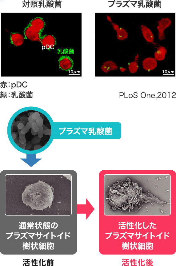 プラズマ乳酸菌 活性化前 通常状態のプラズマサイトイド樹状細胞/活性化後 活性化したプラズマサイトイド樹状細胞