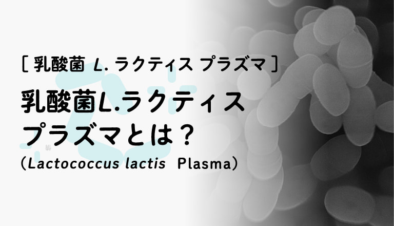 乳酸菌 L.ラクティス プラズマとは?(Lactococcus lactis Plasma)