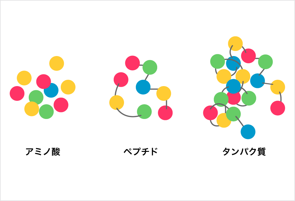 アミノ酸 ペプチド タンパク質