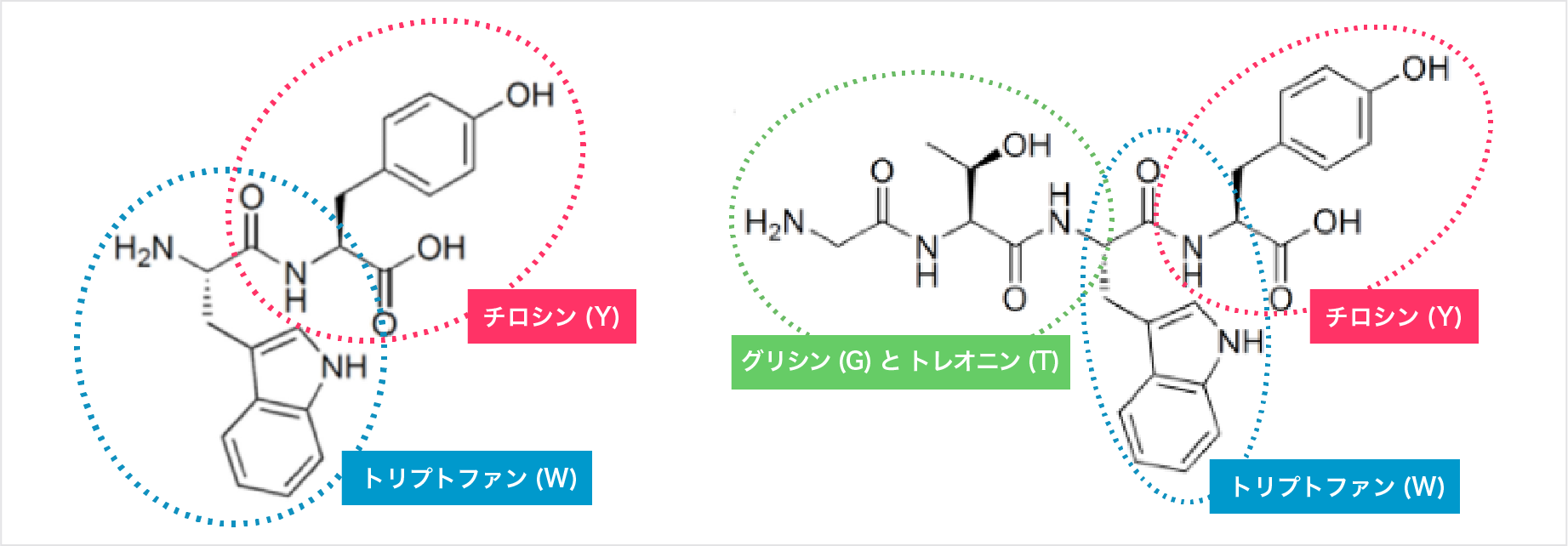 βラクトペプチドの一種の構造 (アミノ酸残基)(左) WY (右) GTWY