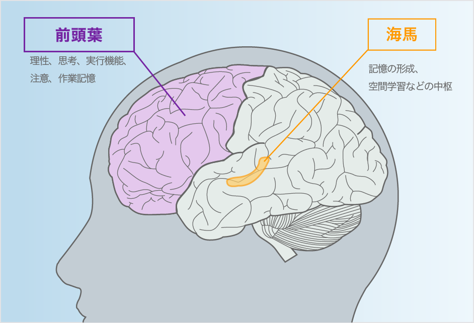 ドーパミンの増加作用による「記憶力・注意力の改善」