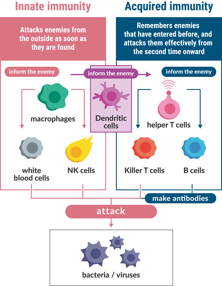 Innate immunity - Attacks enemies from the outside as soon as they are found / Acquired immunity - Remembers enemies that have entered before, and attacks them effectively from the second time onward