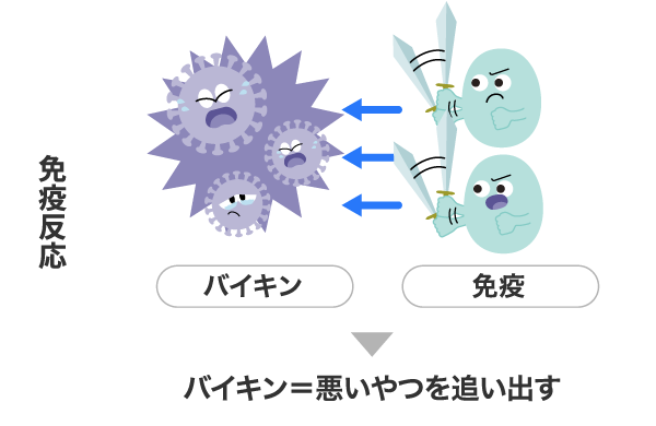 免疫反応 バイキン＝悪いやつを追い出す