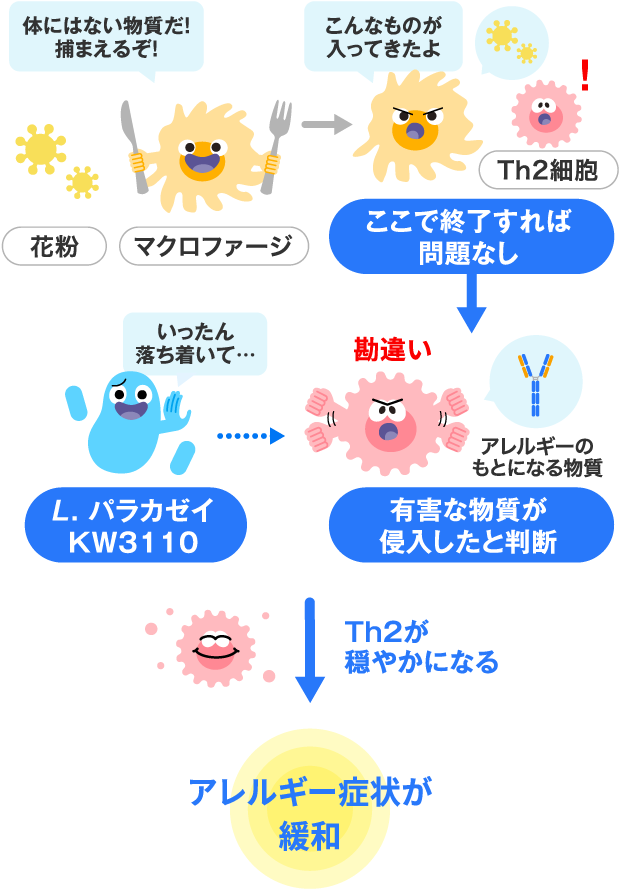 アレルギー発症とKW3110でのアレルギー症状緩和の仕組み