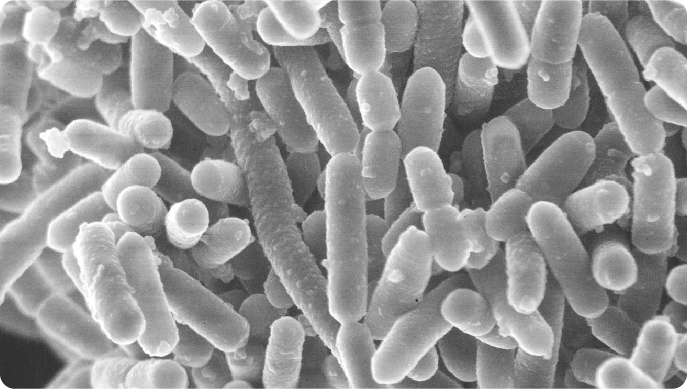 乳酸菌L. パラカゼイ KW3110の写真