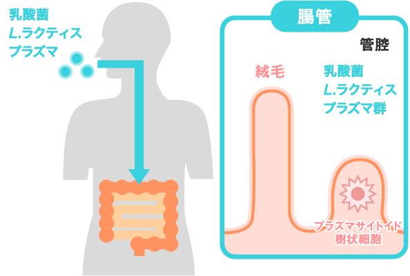 乳酸菌の新しい常識
