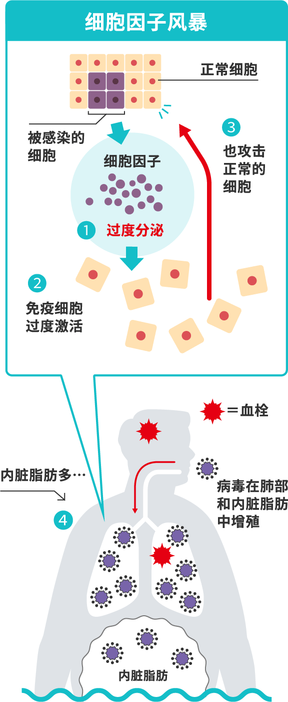 细胞因子风暴解説图