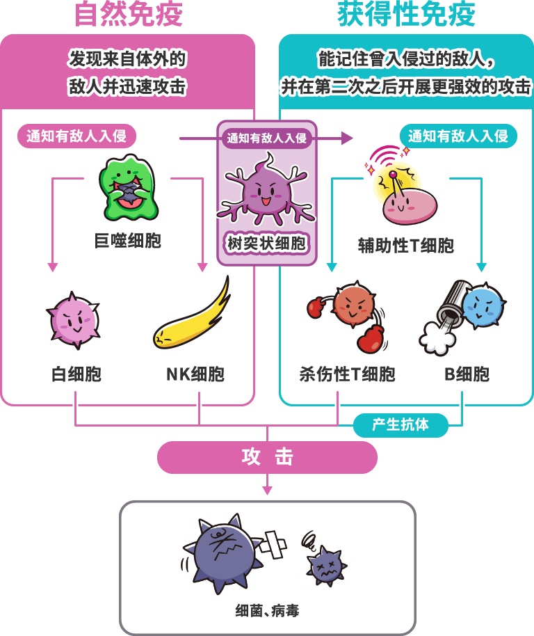 自然免疫和获得性免疫的分工流程图
