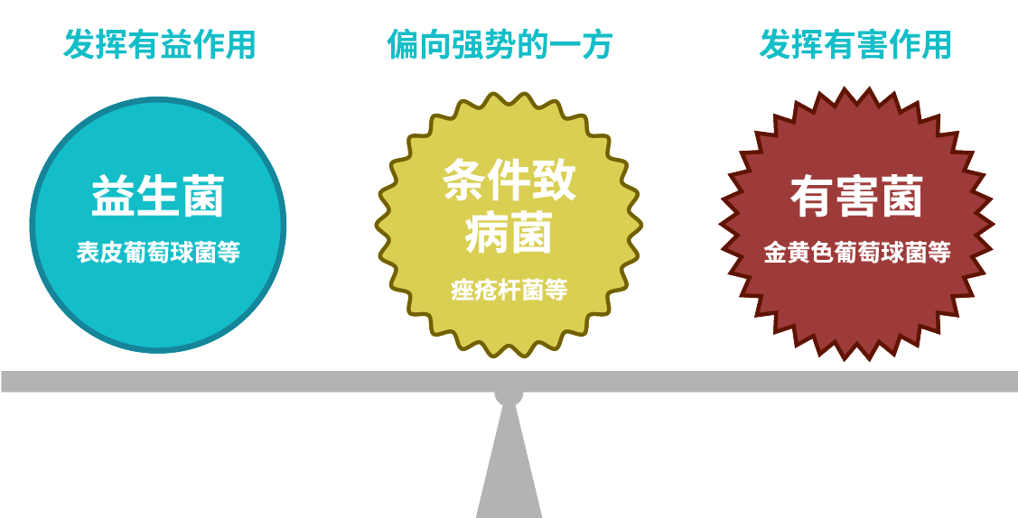 皮肤菌群的分类图：益生菌、条件致病菌、有害菌