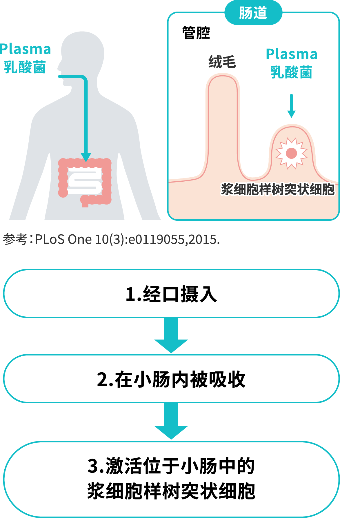 Plasma乳酸菌从摄入到被小肠吸收的流程图