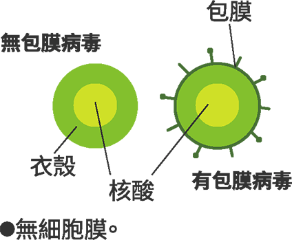 病毒構造圖　※無細胞膜