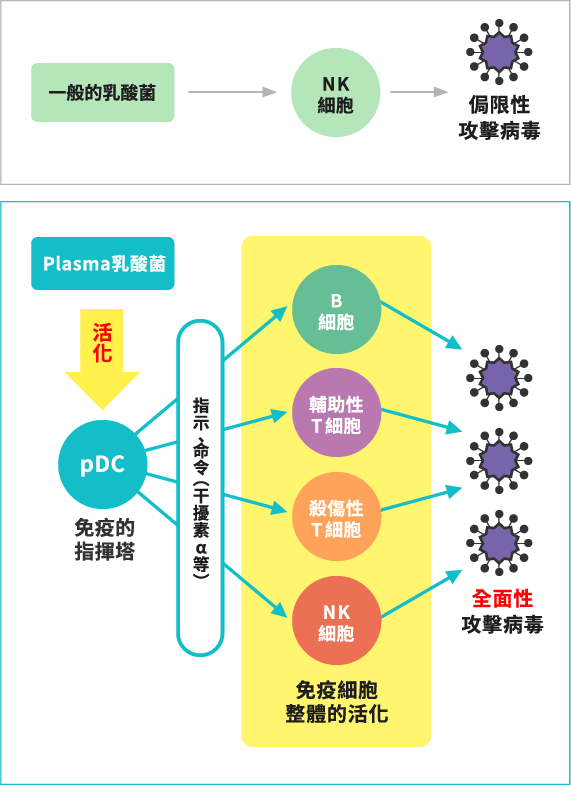 Plasma乳酸菌與其他乳酸菌的作用流程差異圖