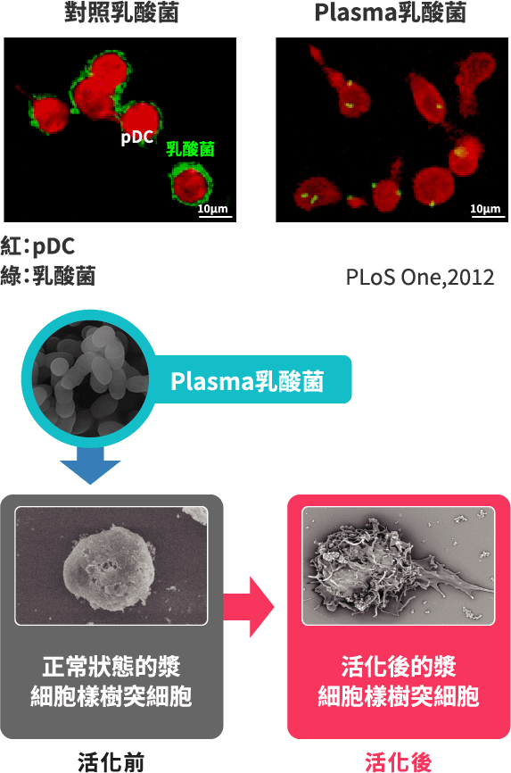 圖片顯示一般乳酸菌停留在pDC的外側，但Plasma乳酸菌可滲入內部 圖片顯示融入了Plasma乳酸菌的pDC會變化成攻擊病毒的「活化型」