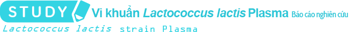 Nghiên cứu Vi khuẩn Lactococcus lactis Plasma: Báo Cáo Nghiên cứu
